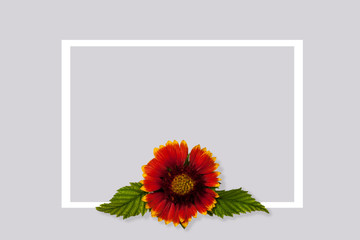 Creative floral layout of colorful gaillardia flower and leaves on a gray background with a white frame. Nature layout background