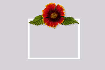 Creative floral layout of colorful gaillardia flower and leaves over a white frame on a gray background. Nature layout background