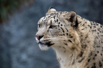 Obraz premium Schneeleopard