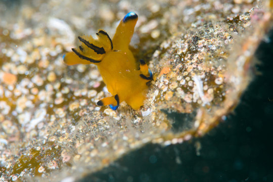 ウデフリツノザヤウミウシ（thecacera pacifica）