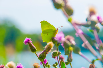 Motyl dzienny lato słońce karmi sie kwiat