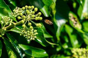 Macro shot of a bee, which is approaching the flowers of an ivy.