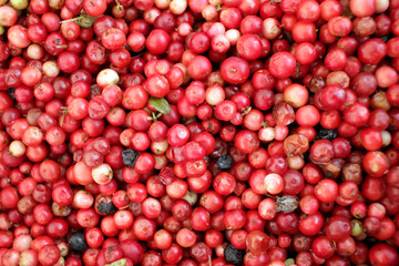 Red currant berries. Red berry. Vitamins. Fruits pattern