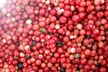 Red currant berries. Red berry. Vitamins. Fruits pattern