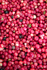 Red currant berries. Red berry. Vitamins. Fruits pattern