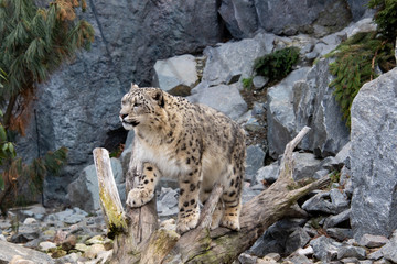 Schneeleopard
