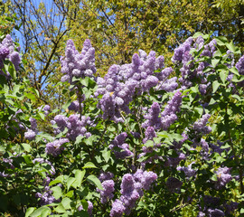 Obraz premium Flowers blooming lilac. Beautiful purple lilac flowers outdoors.
