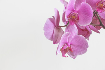 Fototapeta na wymiar pink orchid flower blossom with white background 