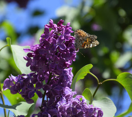 Butterfly Vanessa cardui on lilac flowers. Pollination blooming
