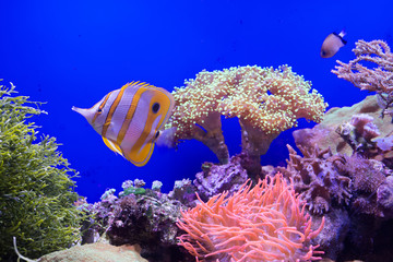 Fototapeta na wymiar Pesce tropicale giallo, bianco e blu in un acquario
