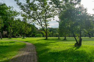 Green trees during the morning sunrise in the park.