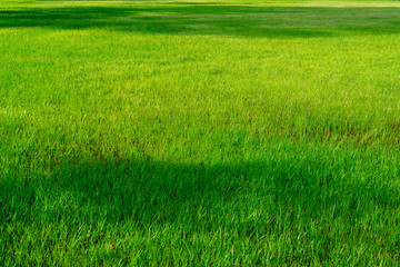Obraz na płótnie Canvas green grass field in big city park