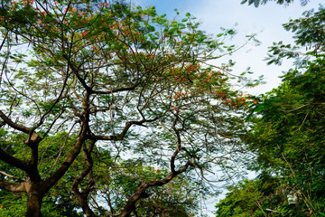 Obraz premium Green trees during the morning sunrise in the park.