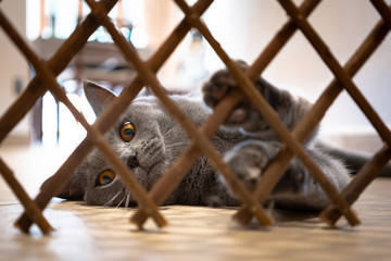 gatto in gabbia carino dolce