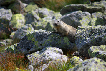 Marmot in Chocholowska valley, Tatra Mountains, Poland