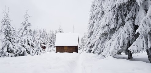 a hut between pine trees in winter