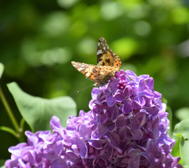 Butterfly Vanessa cardui on lilac flowers. Pollination blooming