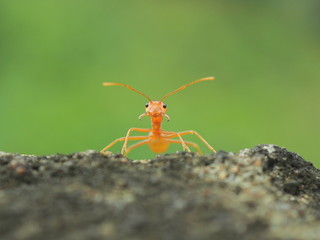 ant on leaf