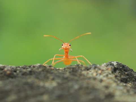 ant on leaf