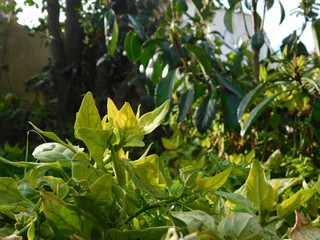 green plant in the garden