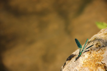 yusufçuk kanatlı böcek