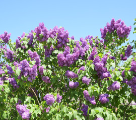 Obraz premium Flowers blooming lilac. Beautiful purple lilac flowers outdoors.