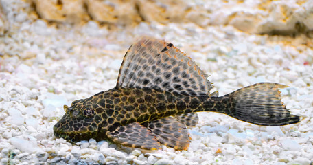 Pterygoplichthys gibbiceps fish in freshwater aquarium