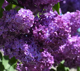 Flowers blooming lilac. Beautiful purple lilac flowers outdoors.