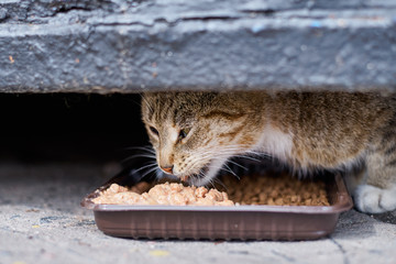 Homeless cateating at street from a plastic bowl