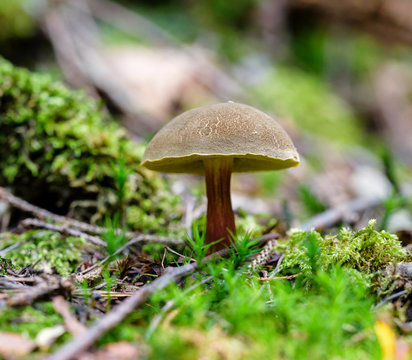 Red cracking bolete, Red-cracked bolete, Xerocomellus chrysenteron syn. Boletus chrysenteron, Versipellis chrysenteron, Suillus chrysenteron, Czech Republic, Europe