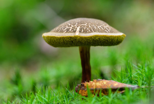 Red cracking bolete, Red-cracked bolete, Xerocomellus chrysenteron syn. Boletus chrysenteron, Versipellis chrysenteron, Suillus chrysenteron, Czech Republic, Europe