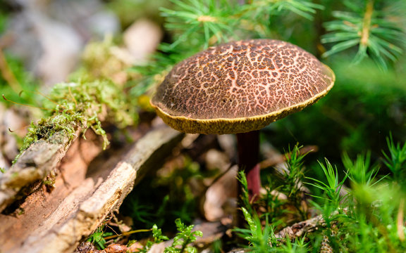 Red cracking bolete, Red-cracked bolete, Xerocomellus chrysenteron syn. Boletus chrysenteron, Versipellis chrysenteron, Suillus chrysenteron, Czech Republic, Europe