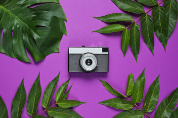 Retro style background. Film camera among tropical green leaves on purple background. Top view