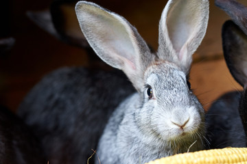 Gray and black bunny rabbits eating ear of corn, closeup