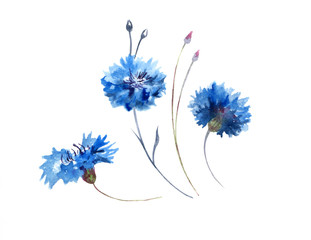 Hand-drawn flower watercolor illustration. Set of cute delicate blue cornflowers isolated on white background. Illustration for design, card, background or print.