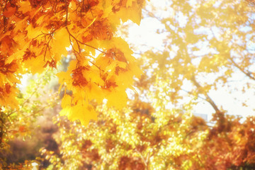 Autumn natural image. Red and yellow foliage in the sunlight on the ground. Autumn background.