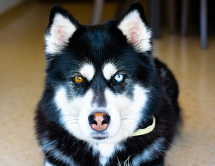 Perro Husky adulto de frente ojos azules y marrones