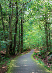 Trekking track amidst green canopy of trees andcalm water stream