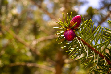 Semillas de pino rojas pequeñas en una rama