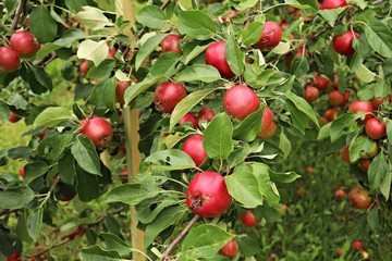 Ripe summer apples on the branches of low trees in the home garden