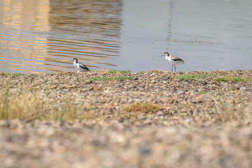 avosetta lake bird summer