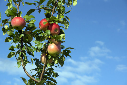 Apples on the Tree with Blue Sky and Clouds