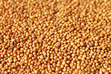 Grains of mustard. Close-up. Background. Texture.