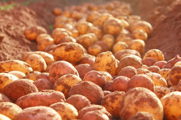 Fresh dug potatoes. Close-up. Background. Texture.