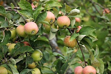 Ripe summer apples on the branches of low trees in the home garden