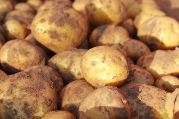 Fresh potatoes. Harvesting in the field. Close-up. Background. Texture.