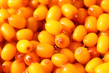 Sea buckthorn. Close-up. Background. Texture.