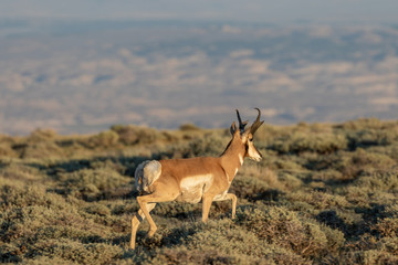 Nice Pronghorn Antelope Buck