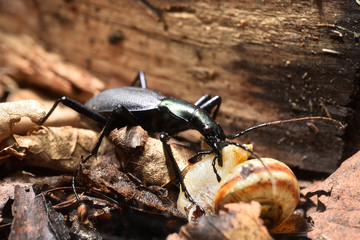 カタツムリを食べるマイマイカブリ