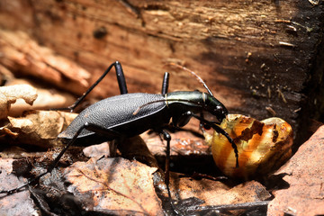 カタツムリを食べるマイマイカブリ